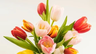 Kako da tulipani u vazi traju dulje? Otkrivamo najvažnije trikove