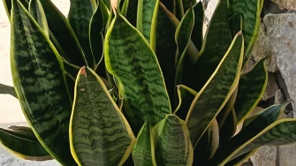 Svekrvin jezik koji ne prigovara: Čitateljice pokazale svoje zelene kraljice doma