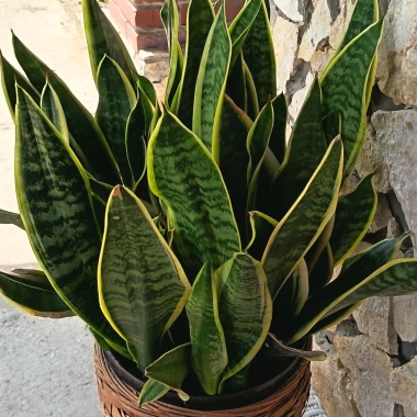 Svekrvin jezik koji ne prigovara: Čitateljice pokazale svoje zelene kraljice doma