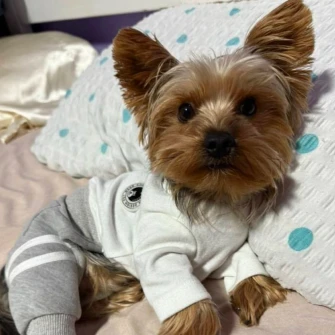 Kakvi slatki&scaron;i! Ovo su najslađi ljubimci na&scaron;ih čitateljica