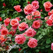 Vrijeme je za ruže: Vodič za ključne radove u ožujku