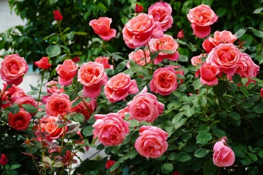 Vrijeme je za ruže: Vodič za ključne radove u ožujku