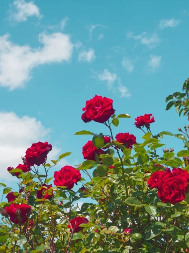 Vrijeme je za ruže: Vodič za ključne radove u ožujku