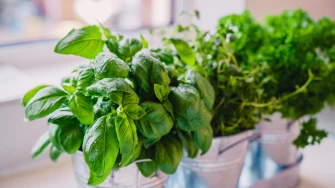 Svježi bosiljak i per&scaron;in na dohvat ruke: Evo kako uzgojiti začinsko bilje kod kuće