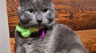 Mačje zvijezde na&scaron;ih čitateljica: Smije&scaron;ne, slatke i jednostavno neodoljive