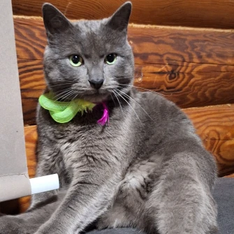 Mačje zvijezde na&scaron;ih čitateljica: Smije&scaron;ne, slatke i jednostavno neodoljive