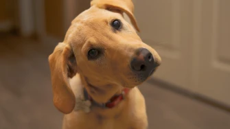 Za&scaron;to psi naginju glavu u stranu? Tri preslatka razloga iza ove simpatične geste