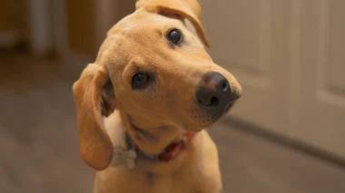 Za&scaron;to psi naginju glavu u stranu? Tri preslatka razloga iza ove simpatične geste