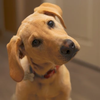 Za&scaron;to psi naginju glavu u stranu? Tri preslatka razloga iza ove simpatične geste