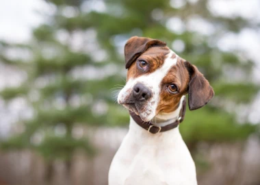 Za&scaron;to psi naginju glavu u stranu? Tri preslatka razloga iza ove simpatične geste