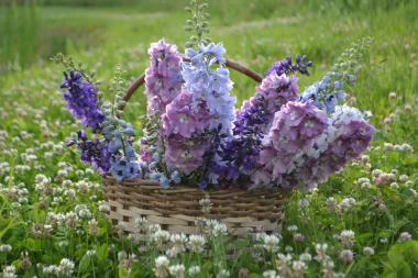 Najmoderniji cvijet 2026.: Delphinium je poseban zbog najrjeđe boje u biljnom cvijetu