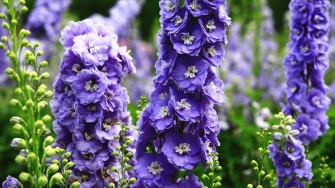 Najmoderniji cvijet 2026.: Delphinium je poseban zbog najrjeđe boje u biljnom cvijetu