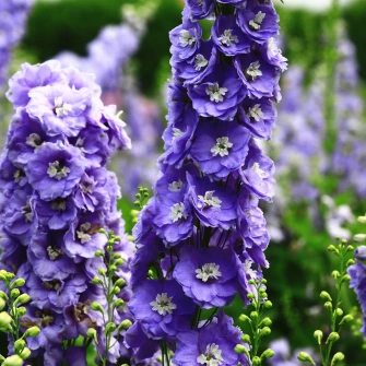 Najmoderniji cvijet 2026.: Delphinium je poseban zbog najrjeđe boje u biljnom cvijetu