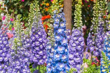 Najmoderniji cvijet 2026.: Delphinium je poseban zbog najrjeđe boje u biljnom cvijetu