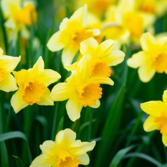 Narcis ili sunovrat: Grčki mit, opojna ljepota i savjeti za uzgoj vjesnika proljeća