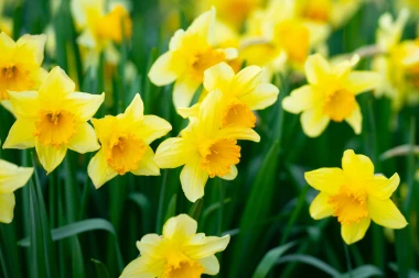 Narcis ili sunovrat: Grčki mit, opojna ljepota i savjeti za uzgoj vjesnika proljeća