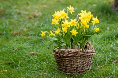 Narcis ili sunovrat: Grčki mit, opojna ljepota i savjeti za uzgoj vjesnika proljeća