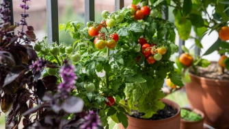Vodič za početnike: Kako stvoriti rasko&scaron;an povrtnjak na balkonu
