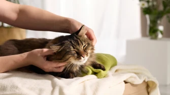 Veterinar otkrio glavni razlog zbog kojeg uspavljuje mačke: Vlasnici često ne vide znakove