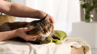 Veterinar otkrio glavni razlog zbog kojeg uspavljuje mačke: Vlasnici često ne vide znakove