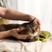 Veterinar otkrio glavni razlog zbog kojeg uspavljuje mačke: Vlasnici često ne vide znakove