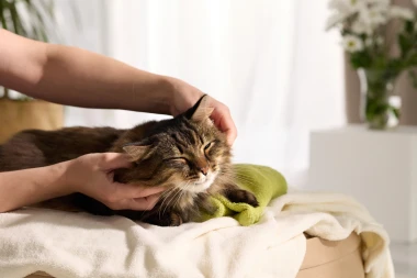 Veterinar otkrio glavni razlog zbog kojeg uspavljuje mačke: Vlasnici često ne vide znakove