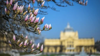Proljeće je stiglo u Zagreb: Magnolija na Tomislavcu procvala u punom sjaju