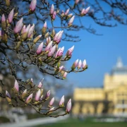 Proljeće je stiglo u Zagreb: Magnolija na Tomislavcu procvala u punom sjaju