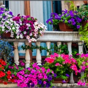 Pretvorite balkon u proljetnu oazu: Cvijeće koje se sadi početkom proljeća