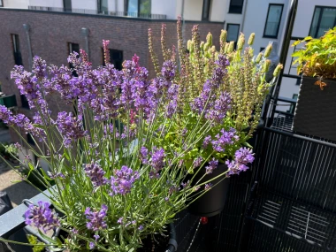 Vrtlarenje u posudama: 5 biljaka koje najbolje uspijevaju u loncima