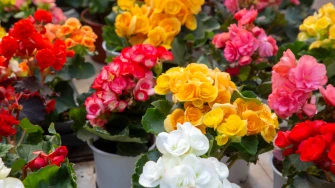 Vrtlarenje u posudama: 5 biljaka koje najbolje uspijevaju u loncima