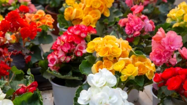 Vrtlarenje u posudama: 5 biljaka koje najbolje uspijevaju u loncima