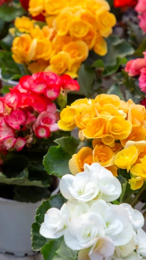 Vrtlarenje u posudama: 5 biljaka koje najbolje uspijevaju u loncima