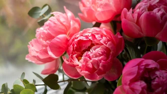 Tajna savr&scaron;enih božura: Kako ih posaditi i uživati u rasko&scaron;nim cvjetovima