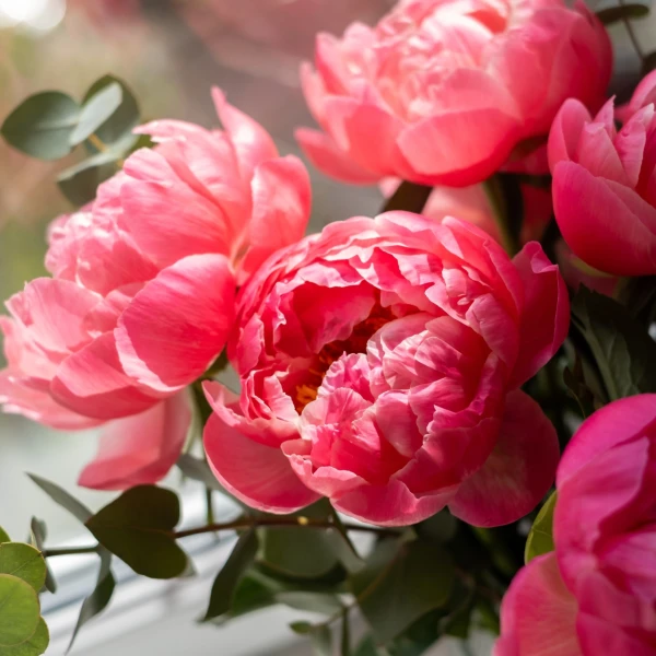 Tajna savr&scaron;enih božura: Kako ih posaditi i uživati u rasko&scaron;nim cvjetovima