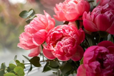 Tajna savr&scaron;enih božura: Kako ih posaditi i uživati u rasko&scaron;nim cvjetovima