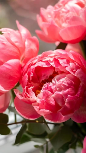 Tajna savr&scaron;enih božura: Kako ih posaditi i uživati u rasko&scaron;nim cvjetovima