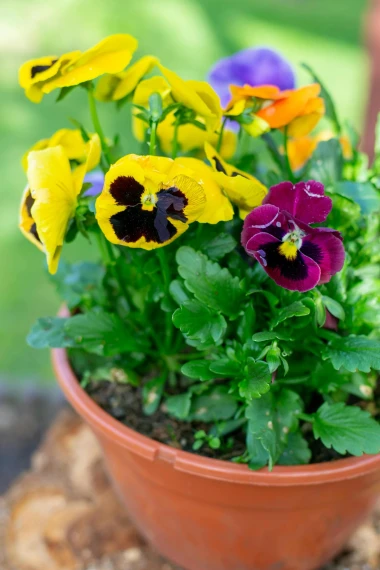 Kako uzgojiti savr&scaron;ene maćuhice u teglama - praktični savjeti