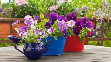 Kako uzgojiti savr&scaron;ene maćuhice u teglama - praktični savjeti