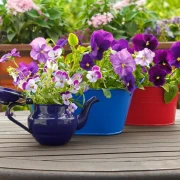 Kako uzgojiti savr&scaron;ene maćuhice u teglama - praktični savjeti