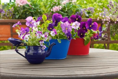 Kako uzgojiti savr&scaron;ene maćuhice u teglama - praktični savjeti