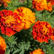 Kadifice: Najljep&scaron;i i najkorisniji cvijet koji možete posaditi ovog proljeća