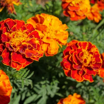 Kadifice: Najljep&scaron;i i najkorisniji cvijet koji možete posaditi ovog proljeća