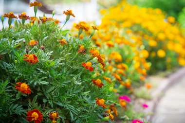 Kadifice: Najljep&scaron;i i najkorisniji cvijet koji možete posaditi ovog proljeća