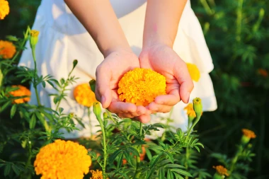 Kadifice: Najljep&scaron;i i najkorisniji cvijet koji možete posaditi ovog proljeća