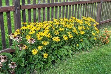 Vrt iz snova bez muke: Kako stvoriti predivnu oazu koja ne zahtijeva stalnu brigu