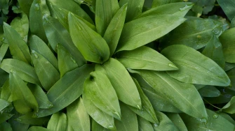 Vjesnik proljeća u kuhinji: Pet genijalnih recepata s medvjeđim lukom