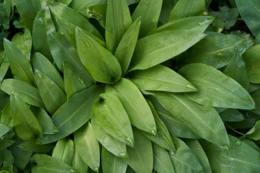 Vjesnik proljeća u kuhinji: Pet genijalnih recepata s medvjeđim lukom