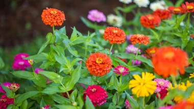 Cinija: Rasko&scaron;na kraljica ljetnog vrta koju je tako lako voljeti