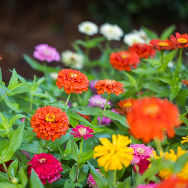 Cinija: Rasko&scaron;na kraljica ljetnog vrta koju je tako lako voljeti